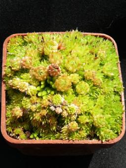 Orostachys minutus