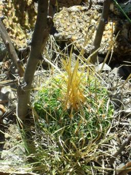 Stenocactus erectocentrus Cerro El Potosí