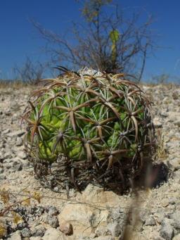 Coryphantha tripugionacantha Nogalitos