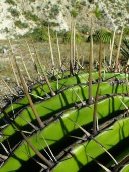 Echinocactus ingens detail za Rayones