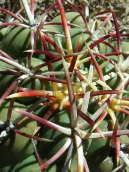 Thelocactus hexaedrophorus Cerano