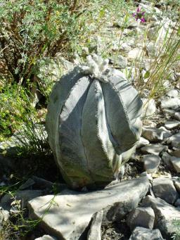 Astrophytum myriostigma potosinum před San Bartolo