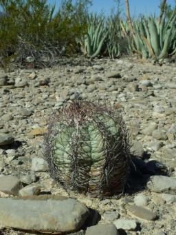 Echinocactus horizonthalonius západně Ocampo