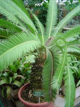 Dioon edule Dioon edule