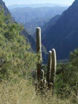 Cephalocereus senilis Tolantongo