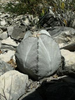Astrophytum myriostigma potosinum před San Bartolo 2