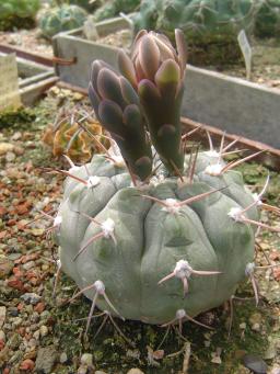 Gymnocalycium mucidum STO 380