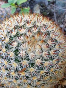 Mammillaria lauii subducta Minas Asbestos
