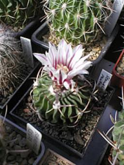 foto33