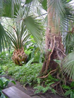 Ficus elastica, vzadu Latania lontaroides