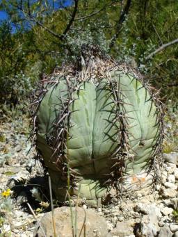 Echinocactus horizinthalonius La Reforma 2