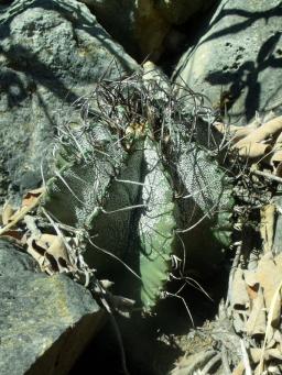 Astrophytum capricorne minor Mina