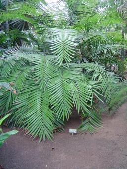 Ceratozamia mexicana Ceratozamia mexicana