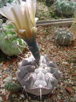Gymnocalycium mucidum P 36a