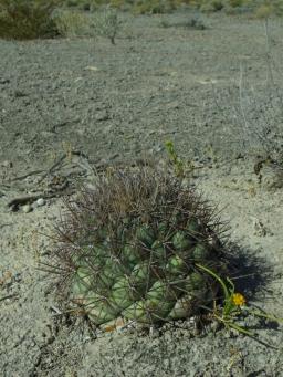 Coryphantha valida Poza Mezquito
