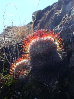 Mammillaria perezdelarosae-bombycina přechod Cienega