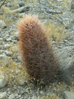 Thelocactus bicolor bolansis před El Hundido