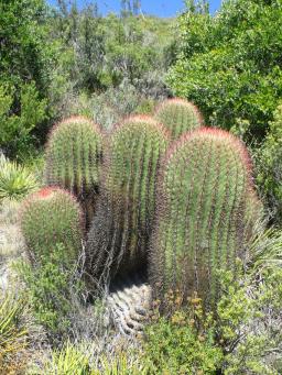 Ferocactus steinesii Cerro El Potosí