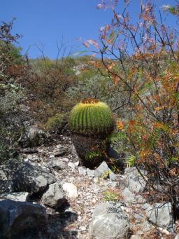 Echinocactus grusonii nad Presa de Zimapan