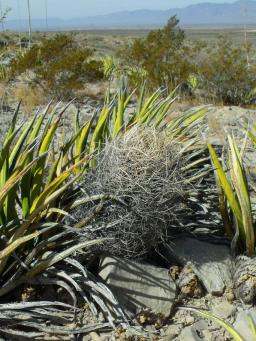 Astrophytum senilu aureum před El Hundido