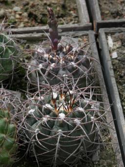 Gymnocalycium glaucum P 36 Rio Colorado