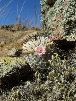 Mammillaria perezdelarosae před Aguascaliente