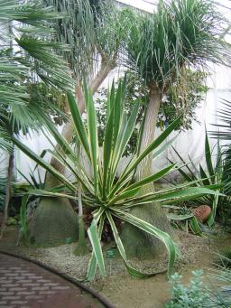 Beaucarnea recurvata Beaucarnea recurvata