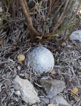 Mammillaria herrerae nad Presa de Zimapan