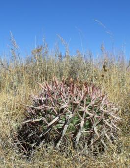 Ferocactus Latispinus Encinal