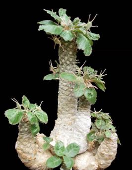 Dorstenia foetida