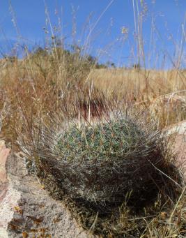 Stenocactus ochoterenae aff. Sierra Chapultepec 2