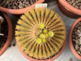 Uebelmannia eriocactoides