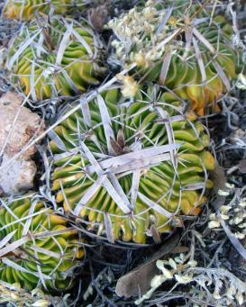 Stenocactus sp. před La Paz