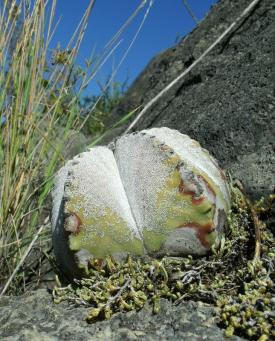 Astrophytum myriostigma potosinum El Sabinito