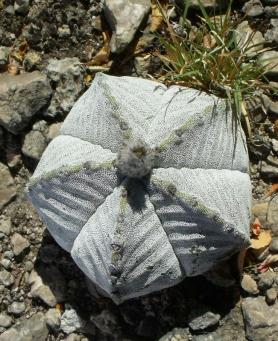 Astrophytum myriostigma potosinum forma El Sabinito