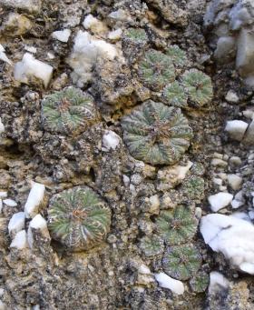Aztekium ritteri za Rayones