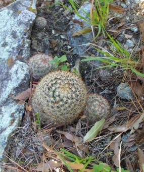 Mammillaria lauii subducta Minas Asbestos 2