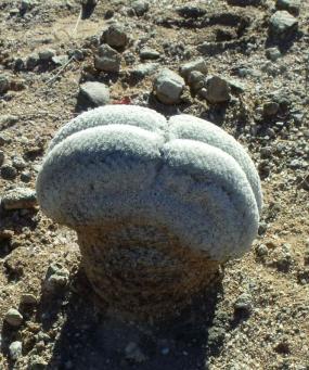 Mammillaria lasiacantha egregii f. cristata Santa Maria