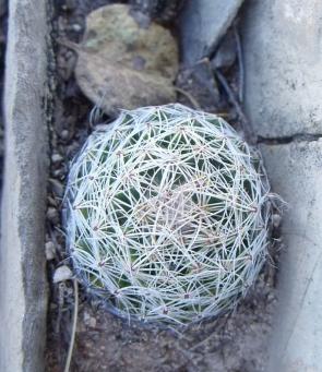 Coryphantha gracilis jižně Valle del Rosario