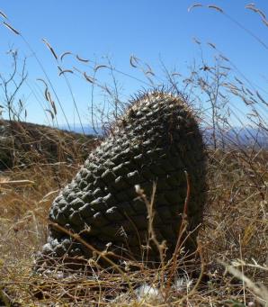 Coryphantha longicornis Palmito 2