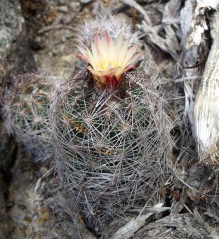 Coryphantha ramillosa aff. za La Reforma
