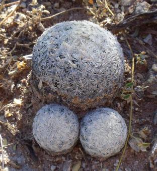 Mammillaria lasiacantha egregii Santa Maria