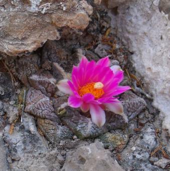 Ariocarpus fissuratus západně Ocampo