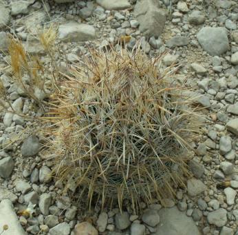 Coryphantha werdermannii Před El Hundido