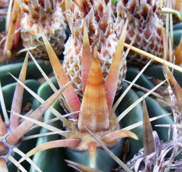 Fero latispinus detail trnů