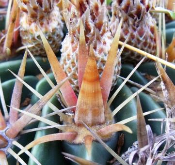 Ferocactus latispinus detail Romerillos