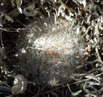 Mammillaria vergelana sp. n. za El Vergel