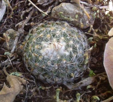 Gymnocactus saueri septentrionalis Mina
