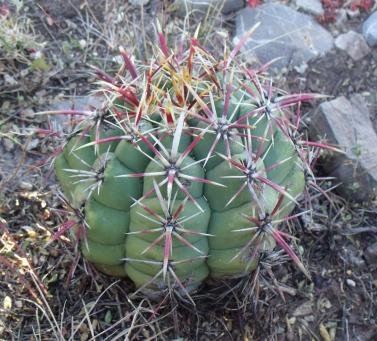 Thelocactus heterochromus jižně Valle del Rosario