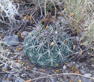 Coryphantha difficilis La Luz